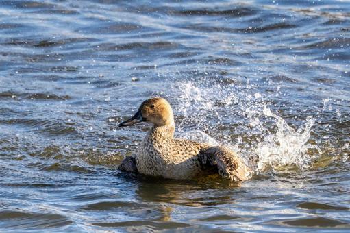 オナガガモの水浴び⑺ カモ,オナガガモ,メスの写真素材