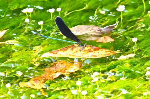 Photo, hagorotorbo, haguro dragonfly, カ ワ ト ン ボ branch, 