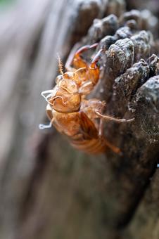 セミの抜け殻 セミの抜け殻の写真