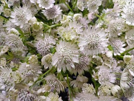 スターオブビリオン 花,植物,花屋の写真素材