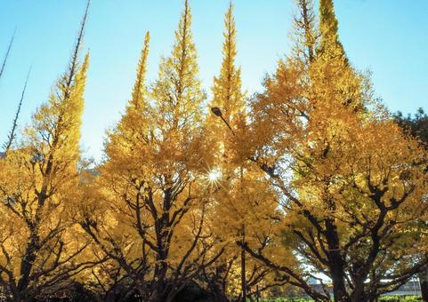 明治神宮外苑イチョウ並木 明治神宮,外苑,イチョウの写真素材