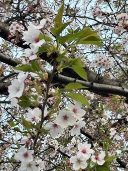 桜 桜の写真