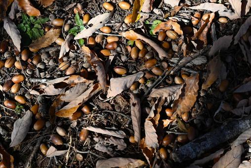 どんぐり どんぐり,枯れ葉,落ち葉の写真素材