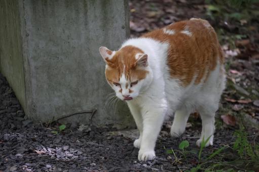 地面をみて歩く猫の写真