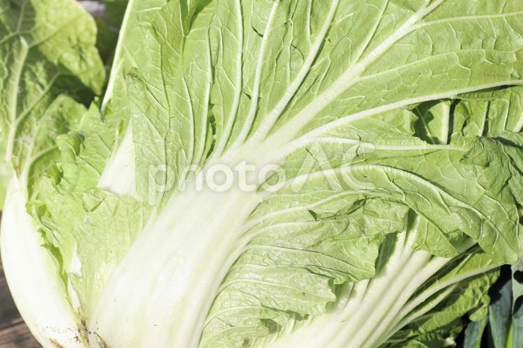 冬野菜白菜　鍋の具 白菜,はくさい,鍋の写真素材