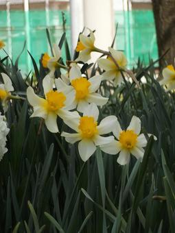 スイセンの花 スイセンの花 スイセン,水仙,栽培の写真素材