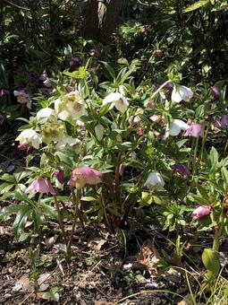 クリスマスローズの花の写真