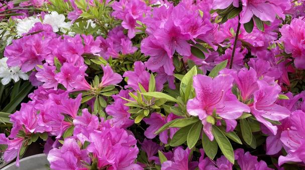 Azaleas in Takahashi Town, JPG Azaleas in Takahashi Town, JPG