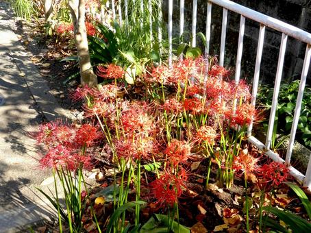 用水路脇の花壇で群生するヒガンバナ 用水路脇の花壇で群生するヒガンバナ ヒガンバナ,花,植物の写真素材