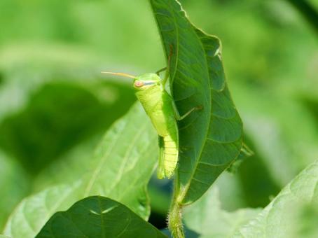 【昆虫写真】ツチイナゴ（土蝗） ツチイナゴ,土蝗,イナゴの写真素材