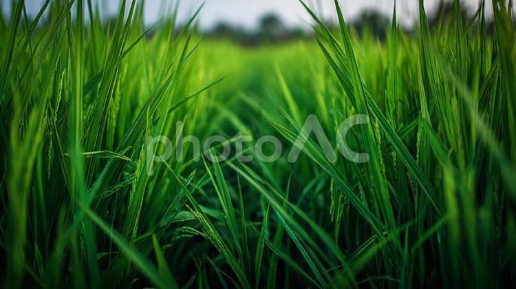 風に揺れる豊かな稲穂 稲,稲穂,水田の写真素材