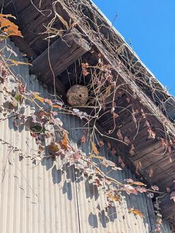 蜂の巣 蜂の巣,荒れた,小屋の写真素材