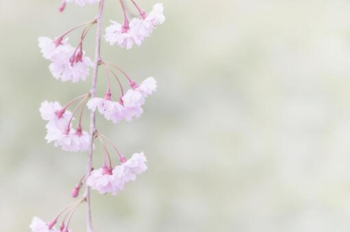 淡い色合いの美しい枝垂れ桜の花 しだれ桜,枝垂れ桜,ふんわりの写真素材