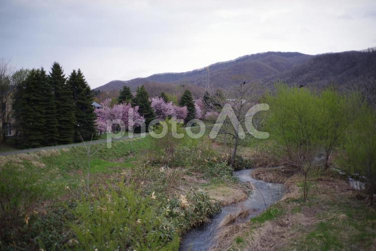 桜並木 風景,さくら,自然の写真素材