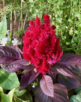 花★ケイトウ（赤） ケイトウ,赤,フラワーの写真素材