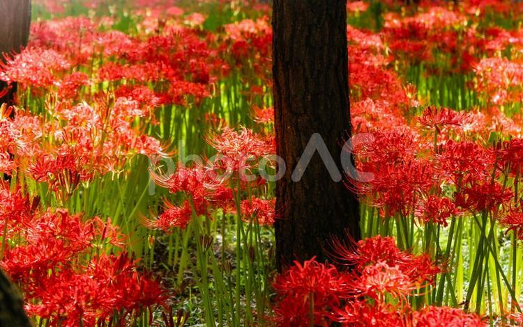 木陰に咲く赤色のヒガンバナ 曼珠沙華公園 曼珠沙華,彼岸花,曼珠沙華公園の写真素材