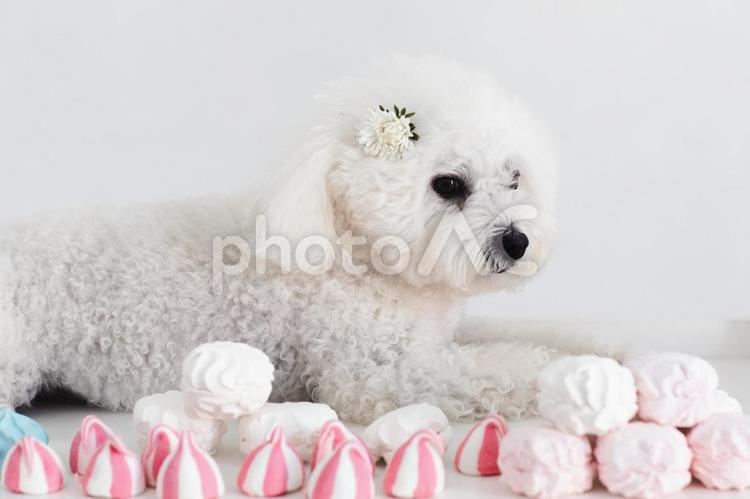 たくさんのメレンゲと犬 ビションフリーゼ,犬,白の写真素材