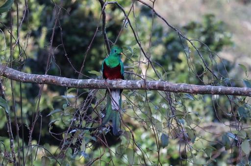 ケツァール　コスタリカ　鳥　鳥類　幻の鳥 ケツァール,コスタリカ,世界一美しい鳥の写真素材