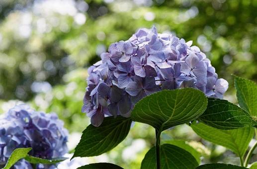 紫陽花1 紫陽花1の写真