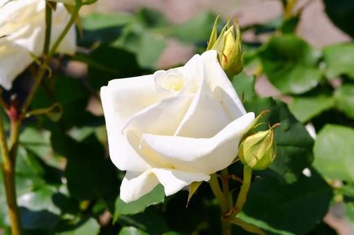 薔薇 そどおり姫 薔薇 そどおり姫 薔薇,そどおり姫,花の写真素材