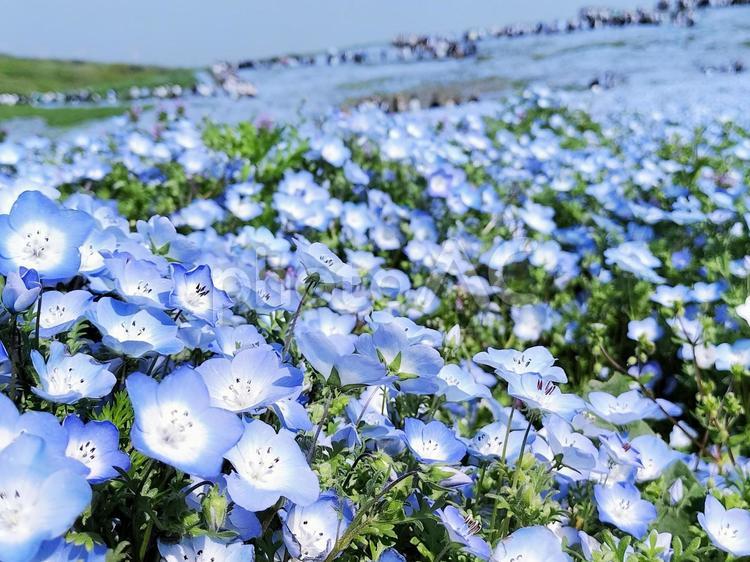 ひたち海浜公園みはらしの丘のネモフィラ畑 ネモフィラ,国営ひたち海浜公園,みはらしの丘の写真素材