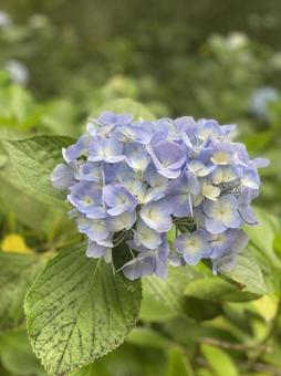 あじさい パステル ブルー あじさい パステル ブルーの写真