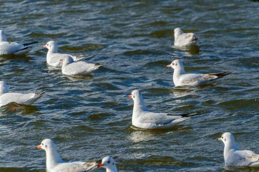 Black-headed gulls swimming on the choppy lake surface, JPG Black-headed gulls swimming on the choppy lake surface, JPG