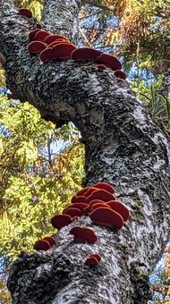 きのこ きのこ,赤,オレンジ色の写真素材