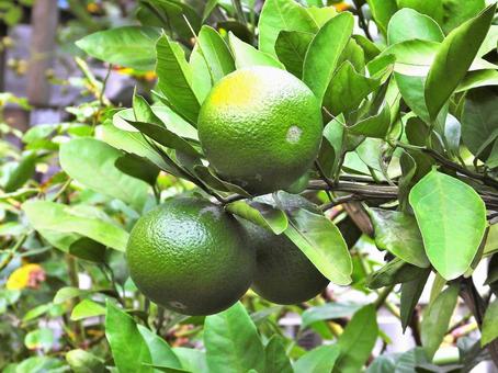 緑のみかん 緑のみかんの写真