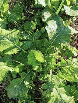 葉っぱ39の写真