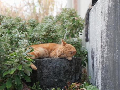 海辺でのんびり過ごす野良猫 海辺でのんびり過ごす野良猫の写真