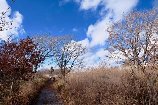 秋の八島湿原 高原,草原,湿原の写真素材