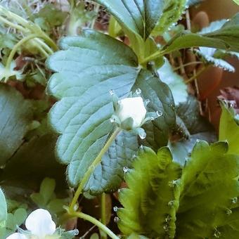 朝露のしずくがついたイチゴの花 朝露のしずくがついたイチゴの花の写真