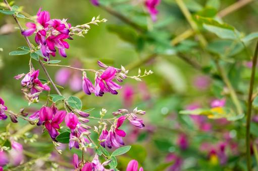 ミヤギノハギ⑶ ミヤギノハギ⑶ 花,ハギ,ミヤギノハギの写真素材