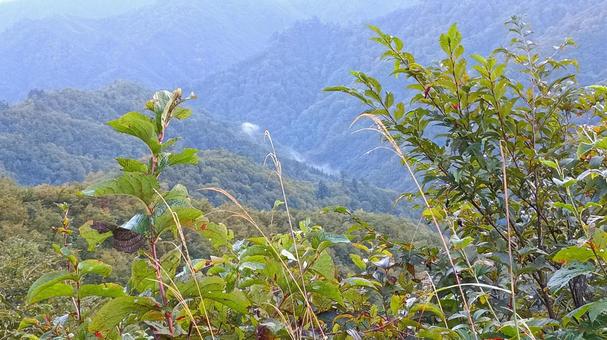 枝折峠から眺めた山々 枝折峠,山,早朝の写真素材