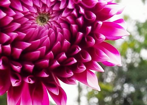 ダリア ダリア,世羅高原,メルヘンの写真素材