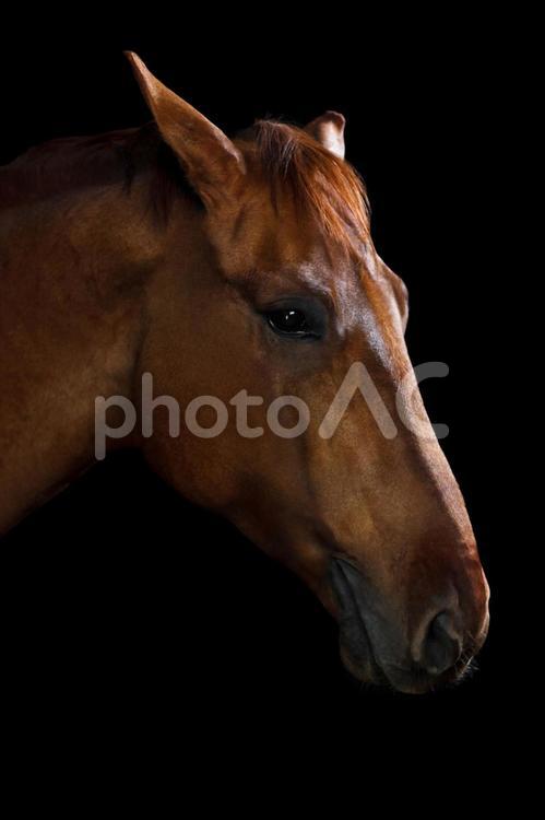 美しい茶色馬の横顔 馬,馬の顔,アップの写真素材