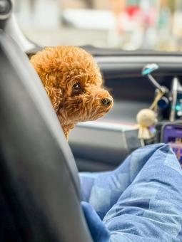 車でお出かけするわんこ 動物,犬,コンパニオンアニマルの写真素材
