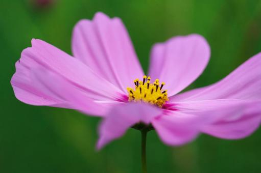 コスモス畑 可憐なピンクの花 コスモス畑 可憐なピンクの花 コスモス,秋,花の写真素材