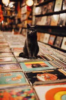 たくさんのレコードと猫 たくさんのレコードと猫の写真