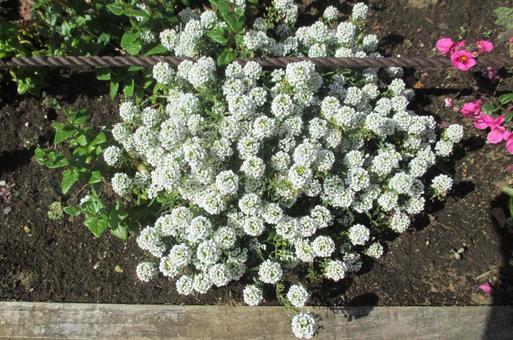 スイートアリッサムの写真