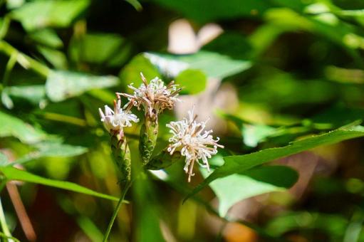 カシワバハグマ カシワバハグマの写真