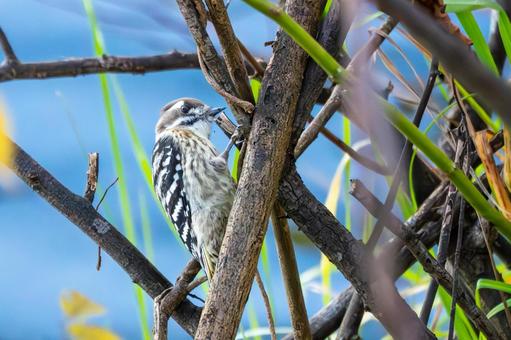 コゲラ⑾ 鳥,コゲラ,野鳥の写真素材