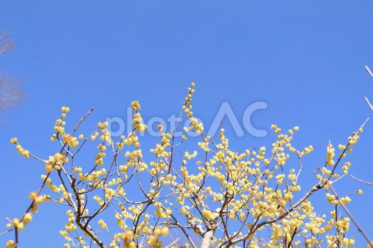 【東京】府中市郷土の森博物館の梅（春） 花,梅,紅梅の写真素材