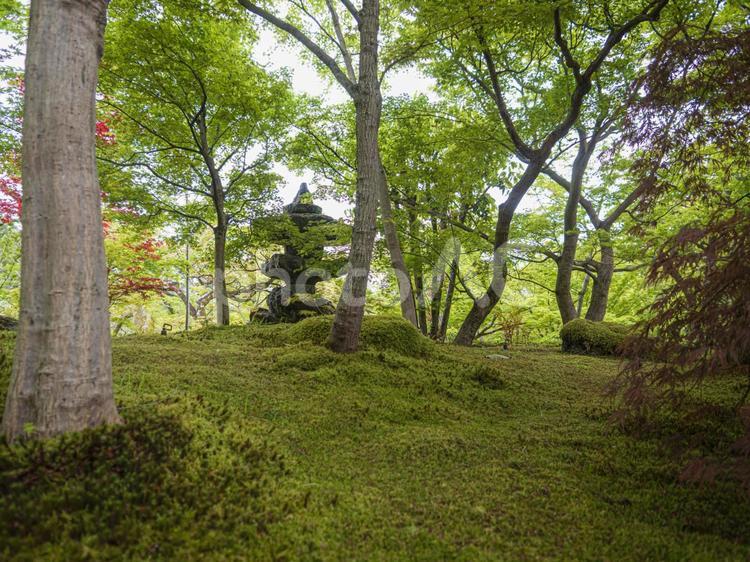 苔むした和風庭園 苔,苔むした,庭園の写真素材