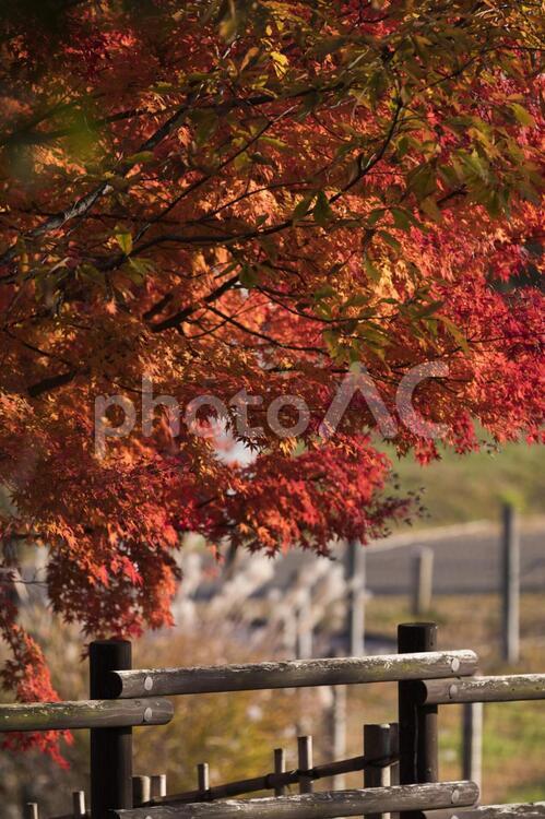 昭和記念公園の美しい紅葉 紅葉,秋色,楓の写真素材