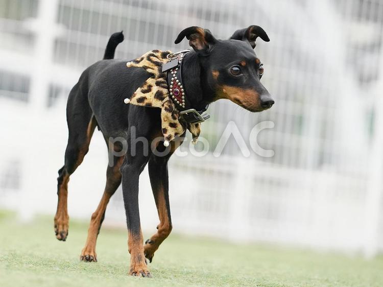 ドッグランのミニピン③ 犬,ミニチュアピンシャー,ミニピンの写真素材