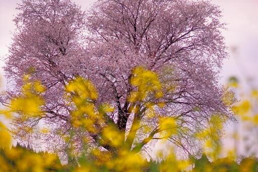 さくら咲く 1 さくら咲く 1の写真