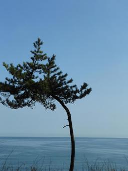 木と空と海 木と空と海の写真
