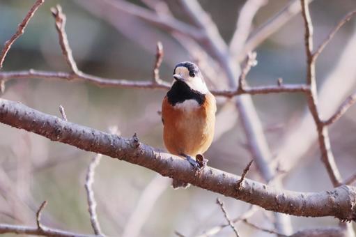 枝にとまる可愛いヤマガラ 枝にとまる可愛いヤマガラ 鳥,ヤマガラ,自然の写真素材